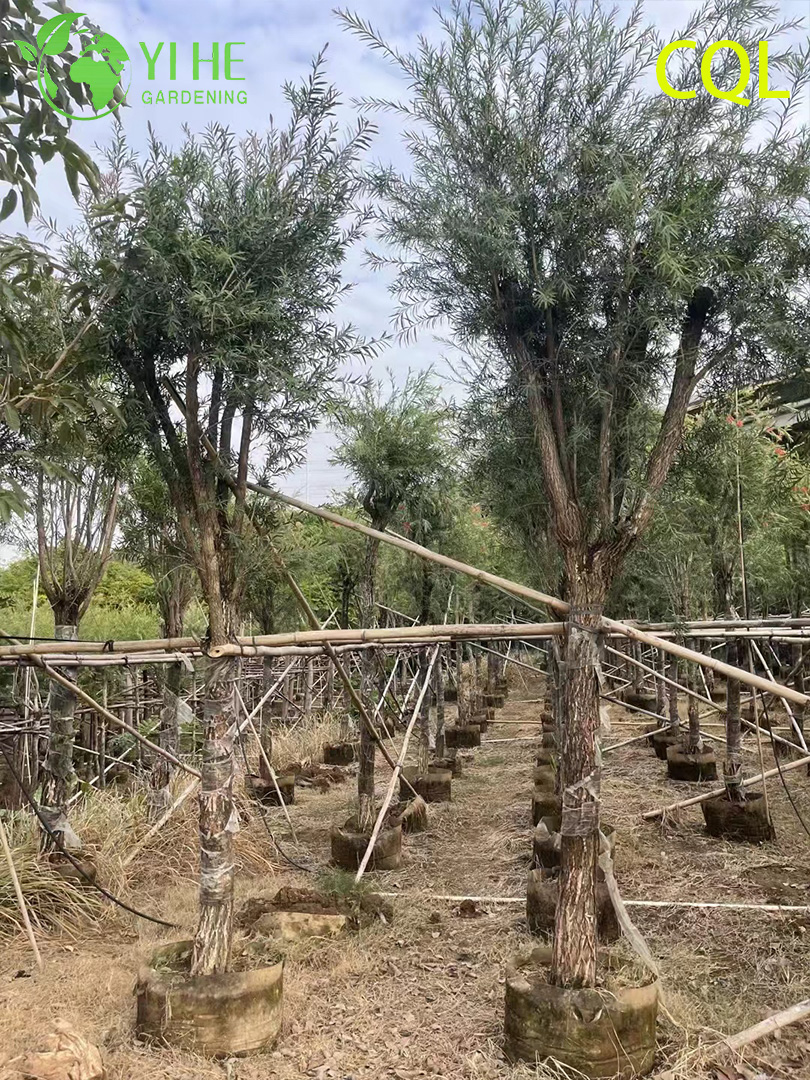 በጅምላ Evergreen Callistemon viminalis የአበባ ጌጣጌጥ ወደ ውጭ መላክ የአትክልት ተክል