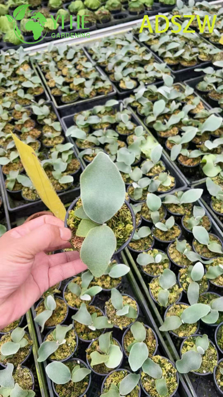 Горшечные растения Andes Java оптом для внутреннего и наружного ландшафтного дизайна и украшения