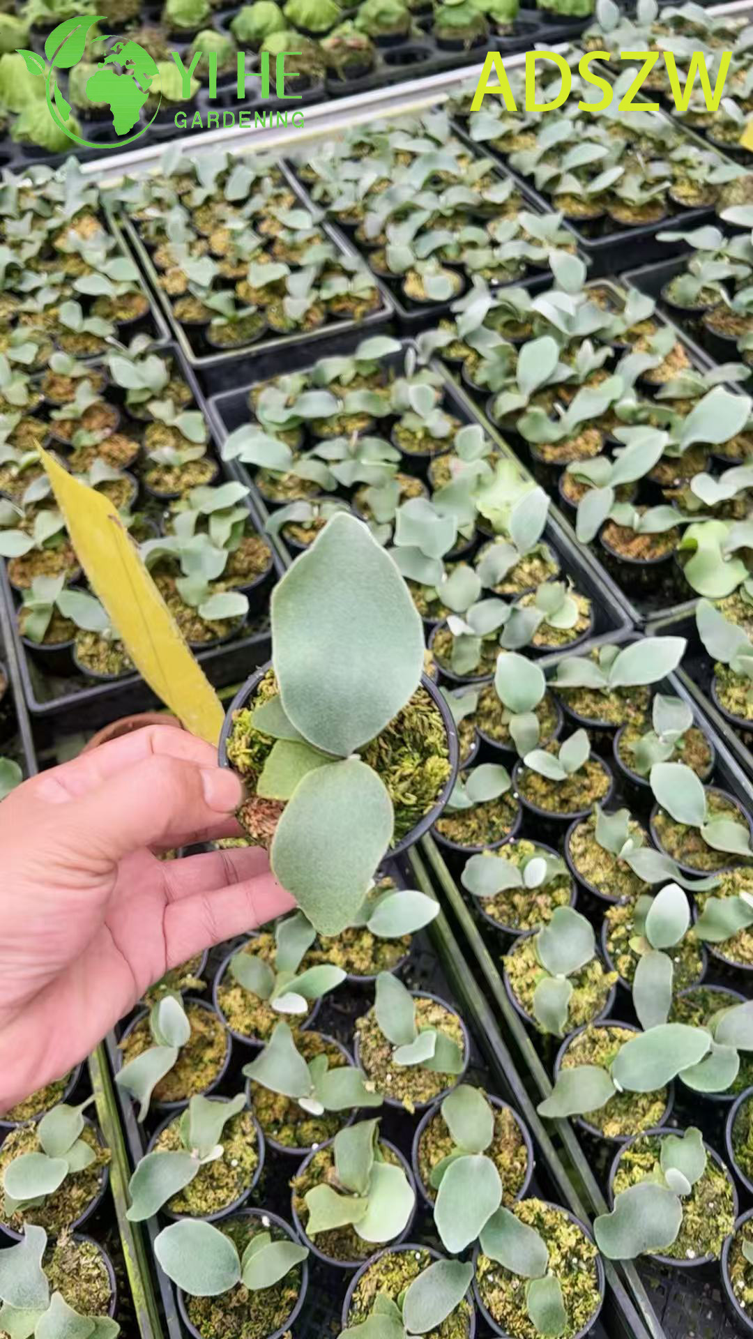 Gro&szlig;handel mit Andes-Java-Topfpflanzen f&uuml;r den Innen- und Au&szlig;enbereich, Landschaftsbau und Dekoration