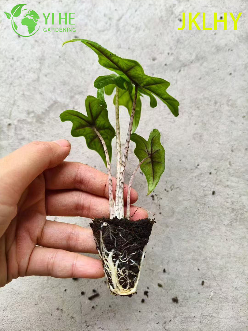 تصدير شتلات جاكلين الوكاسيا بالجملة | شتلات أوراق الزينة الاستوائية