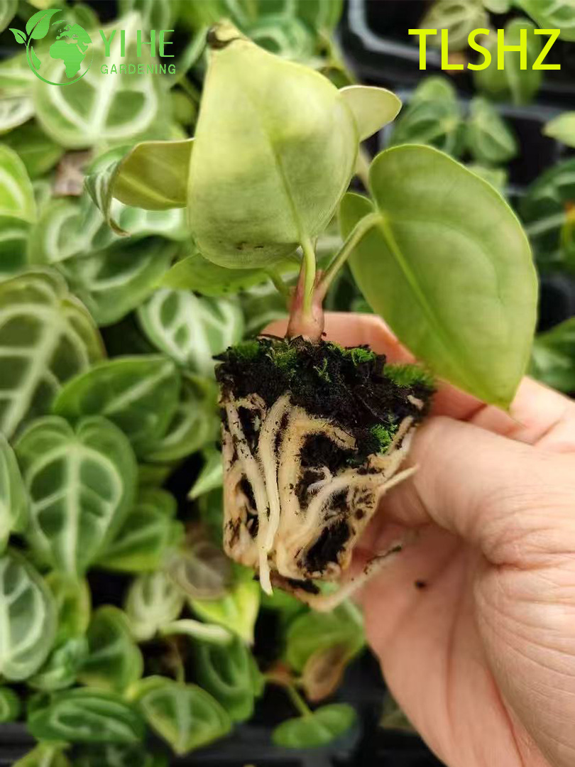 Exportaci&oacute;n al por mayor de pl&aacute;ntulas de Anthurium crystallinum 'Dorayaki' | Pl&aacute;ntulas de follaje ornamental tropical