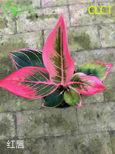 B&aacute;n bu&ocirc;n c&acirc;y trồng trong chậu Aglaonema để trang tr&iacute; t&aacute;n l&aacute; trong nh&agrave; với &aacute;nh s&aacute;ng yếu