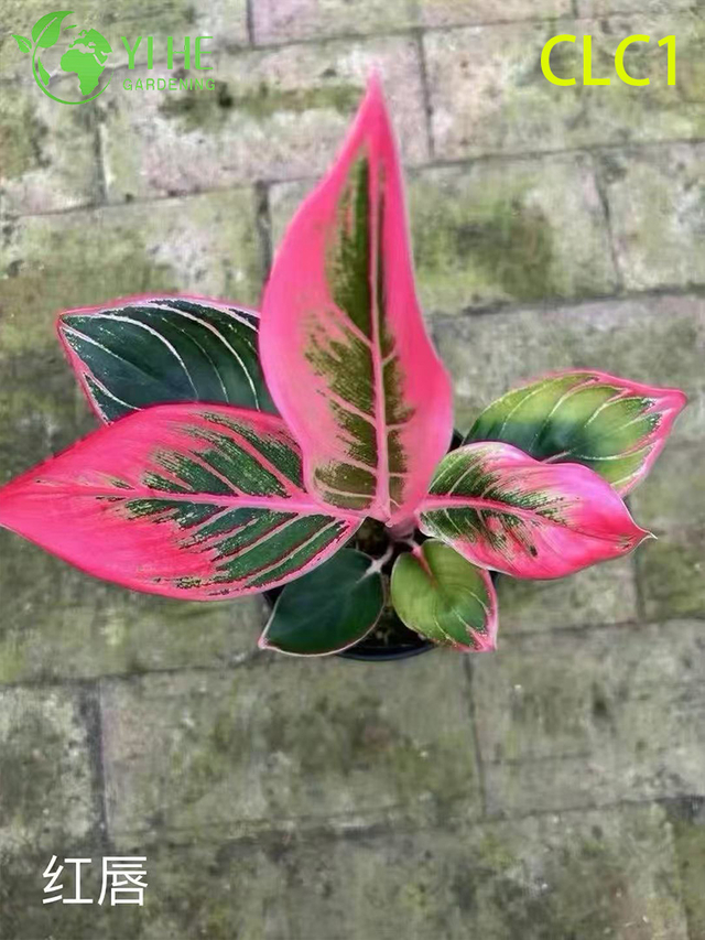 Hurtownia roślin doniczkowych Aglaonema do dekoracji liści w pomieszczeniach przy słabym oświetleniu