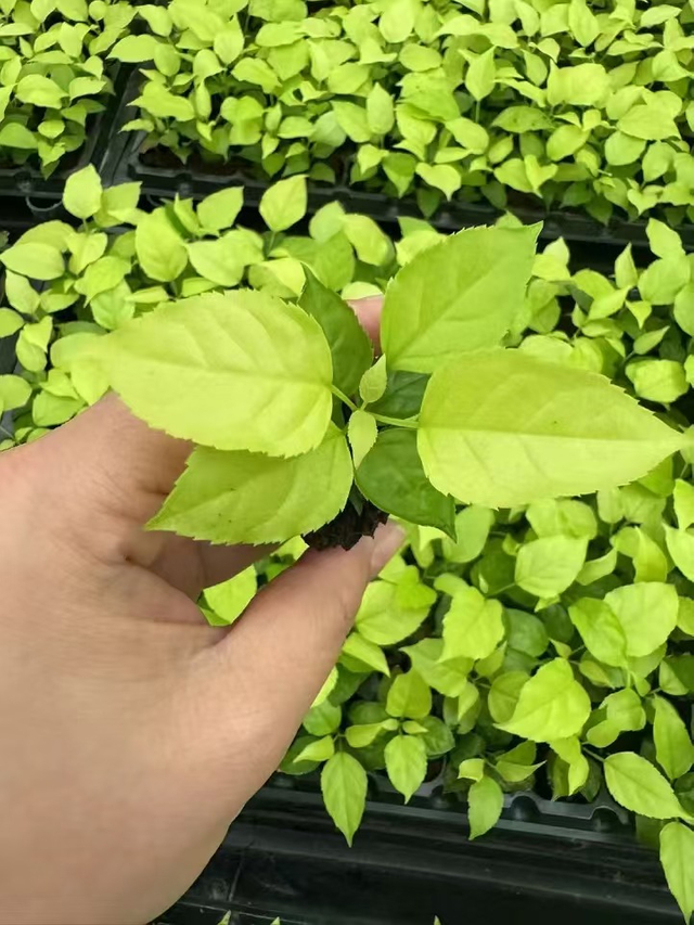 золотые саженцы мачеры