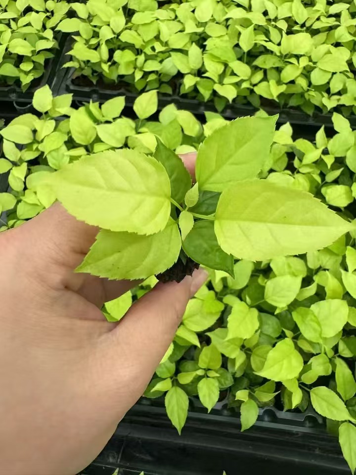 pl&aacute;ntulas de machera dorada