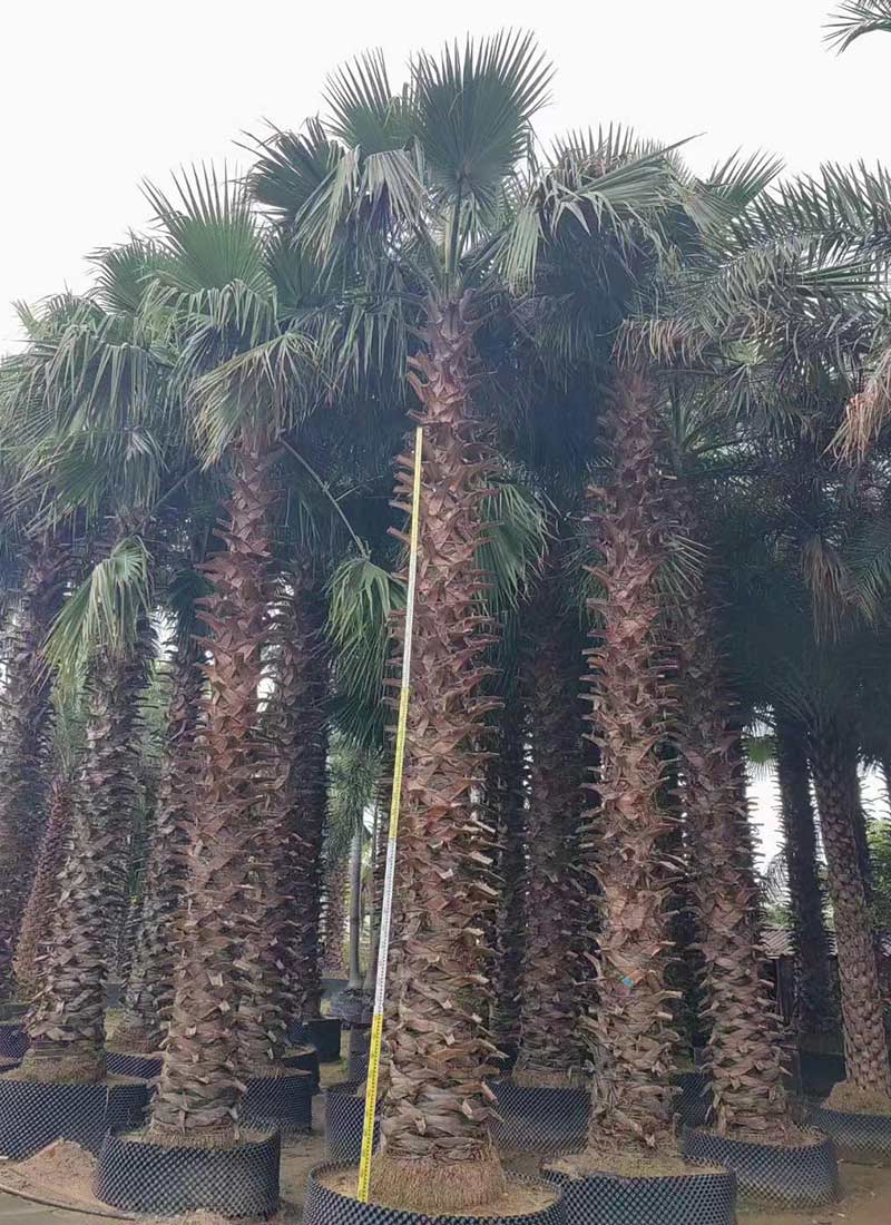 واشنطونيا روبوستا