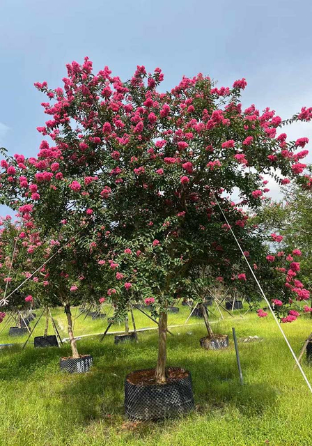 Alberi subtropicali