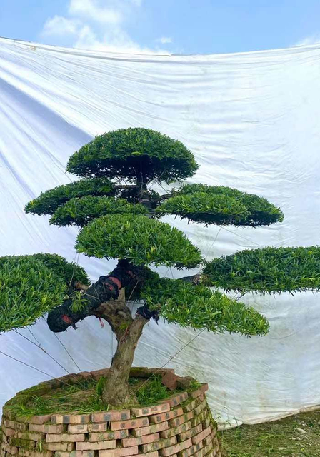 Piante topiarie