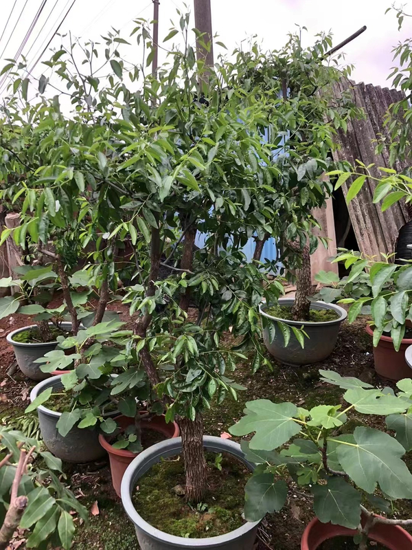 Ziziphus jujuba Mill.frutta magliette