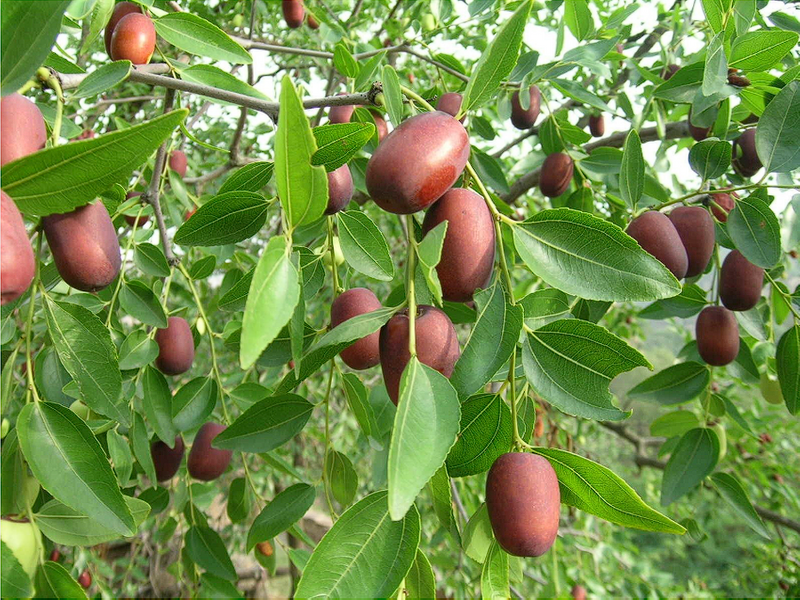 Ziziphus jujuba Mill.frutta magliette