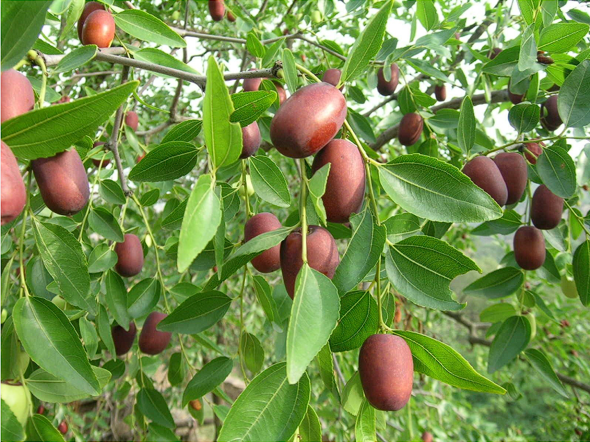 Ziziphus jujuba Mill.frutta magliette