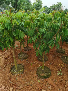 Dimocarpus long&aacute;n