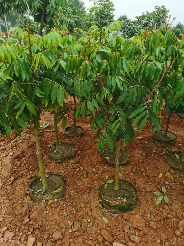 Dimocarpus longan