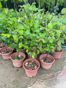 Зеленые деревья мармелад, Ziziphus mauritiana Lam.