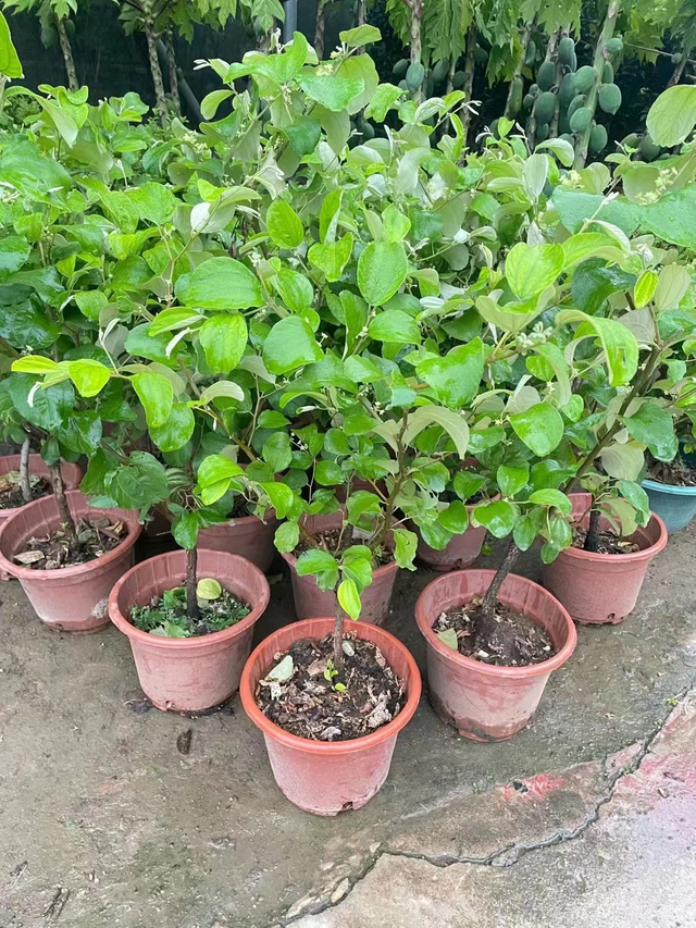 C&acirc;y t&aacute;o t&agrave;u xanh Ziziphus mauritiana Lam.