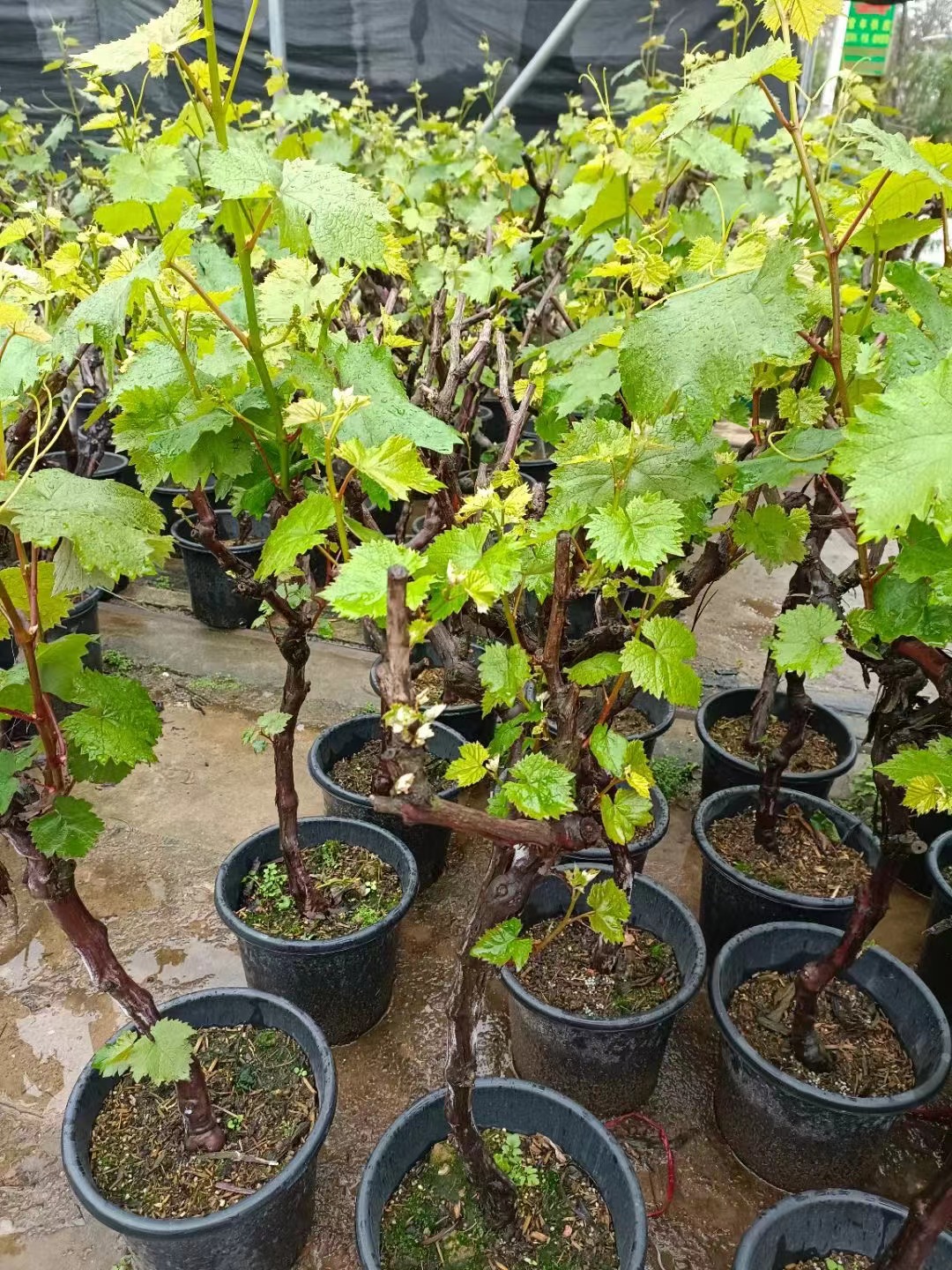 Weinbäume, Vitis vinifera L.