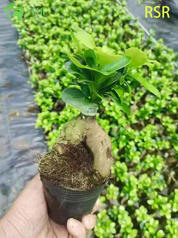 Canlı Ginseng Ficus Microcarpa Kapalı Bir Bonsai Ağacı Bitkisi
