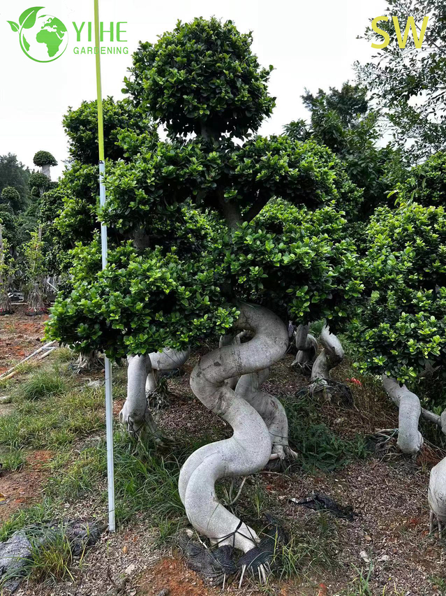 Ficus a forma di S