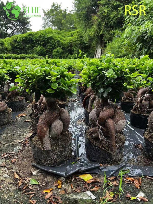 Lebender Ginseng Ficus Microcarpa, eine Bonsai-Baumpflanze f&uuml;r den Innenbereich
