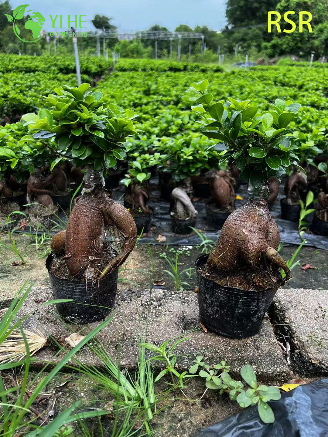 Canlı Ginseng Ficus Microcarpa Kapalı Bir Bonsai Ağacı Bitkisi