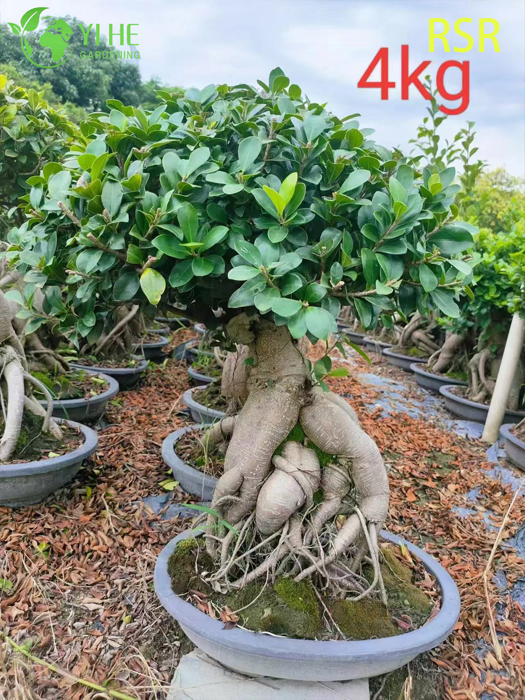 Canlı Ginseng Ficus Microcarpa Kapalı Bir Bonsai Ağacı Bitkisi