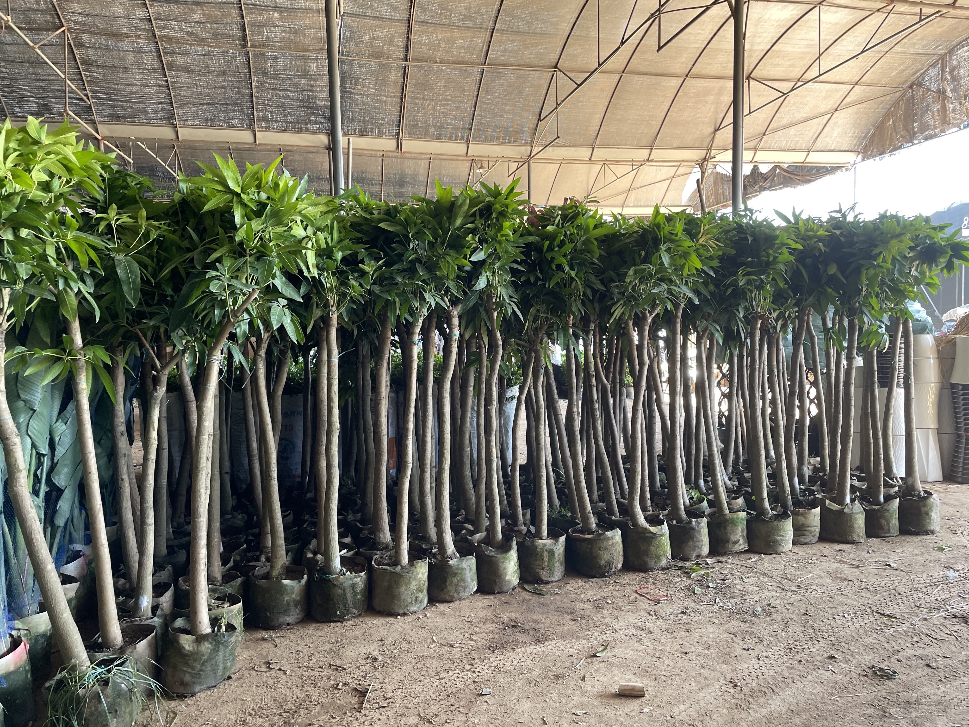 កម្មវិធីនៃដើមឈើហូបផ្លែក្នុងការរចនាទេសភាពត្រូពិច និងការលក់រាយ