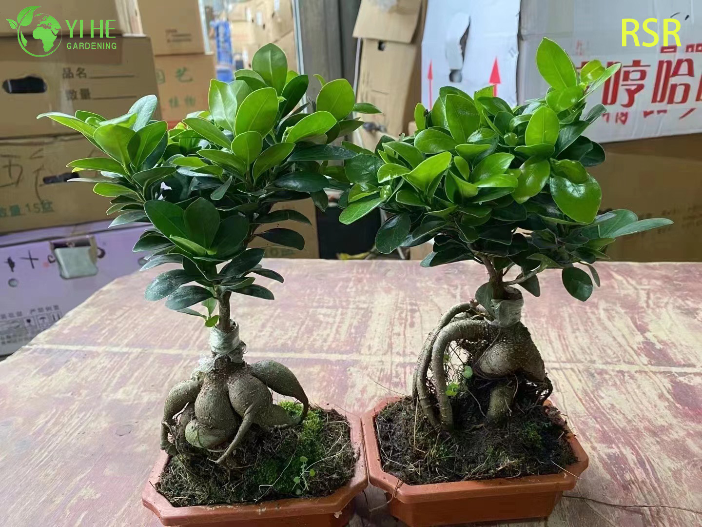 Canlı Ginseng Ficus Microcarpa Kapalı Bir Bonsai Ağacı Bitkisi