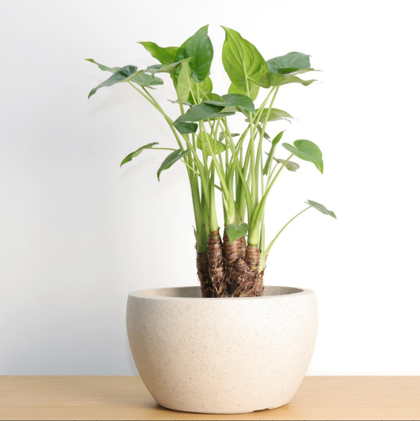 Cement bloempot